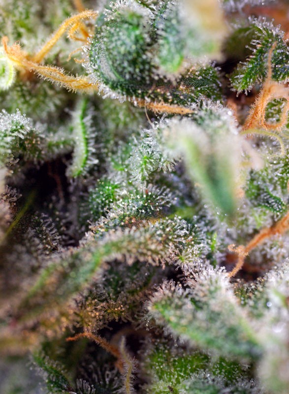 S.A.D. Sweet Afgani Delicious S1®