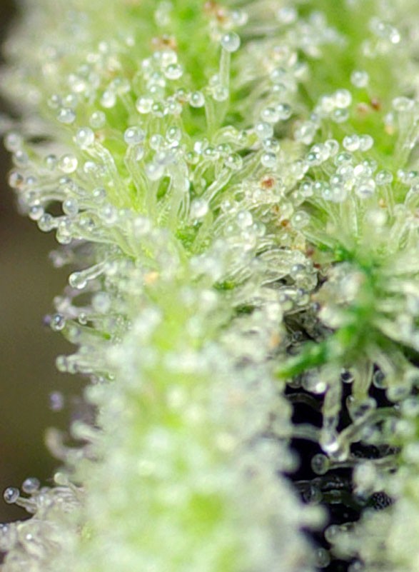 San Fernando Lemon Kush®