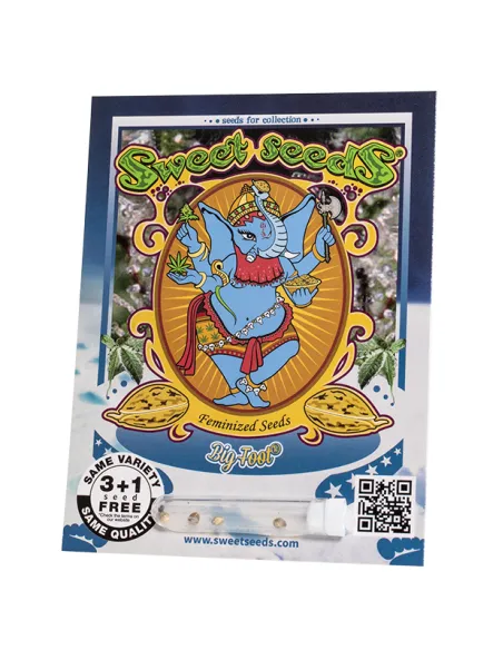 EN - Sweet Raquel 3+1