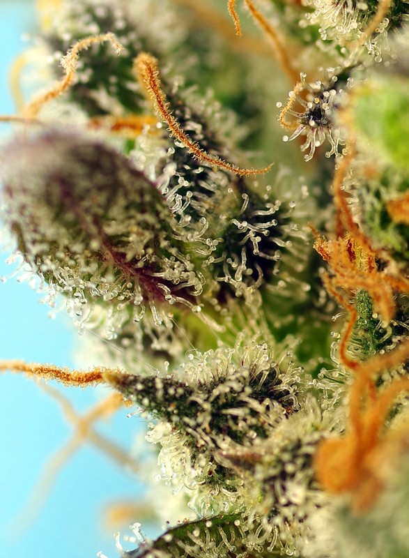 Sweet Zenzation XL Auto®